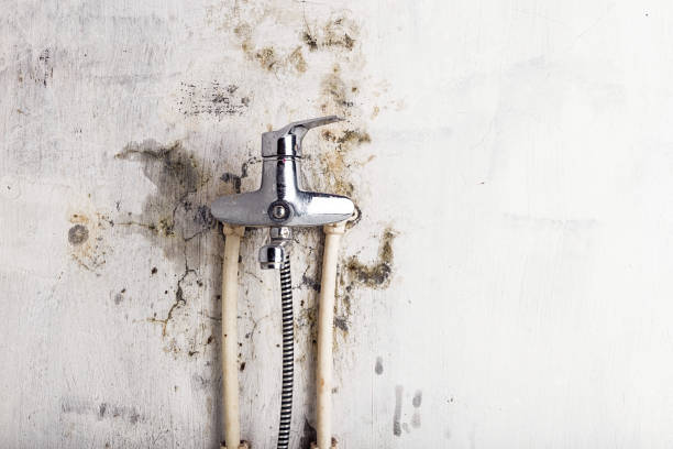 Mold Removal and Inspection in Valrico, FL