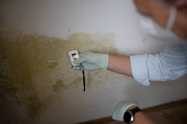 Best Black Mold Removal  in Valrico, FL