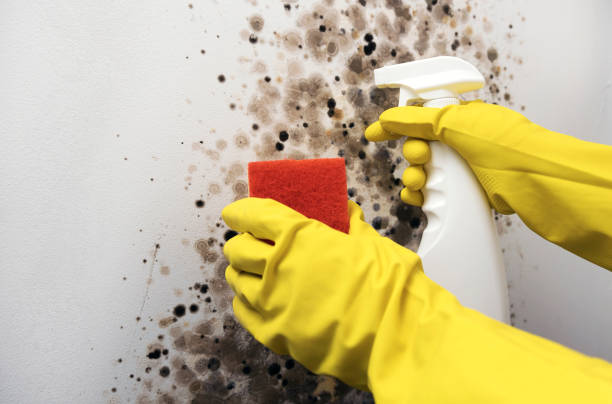 Best Residential Mold Removal  in Valrico, FL