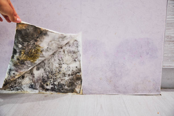Best Mold Removal and Inspection  in Valrico, FL